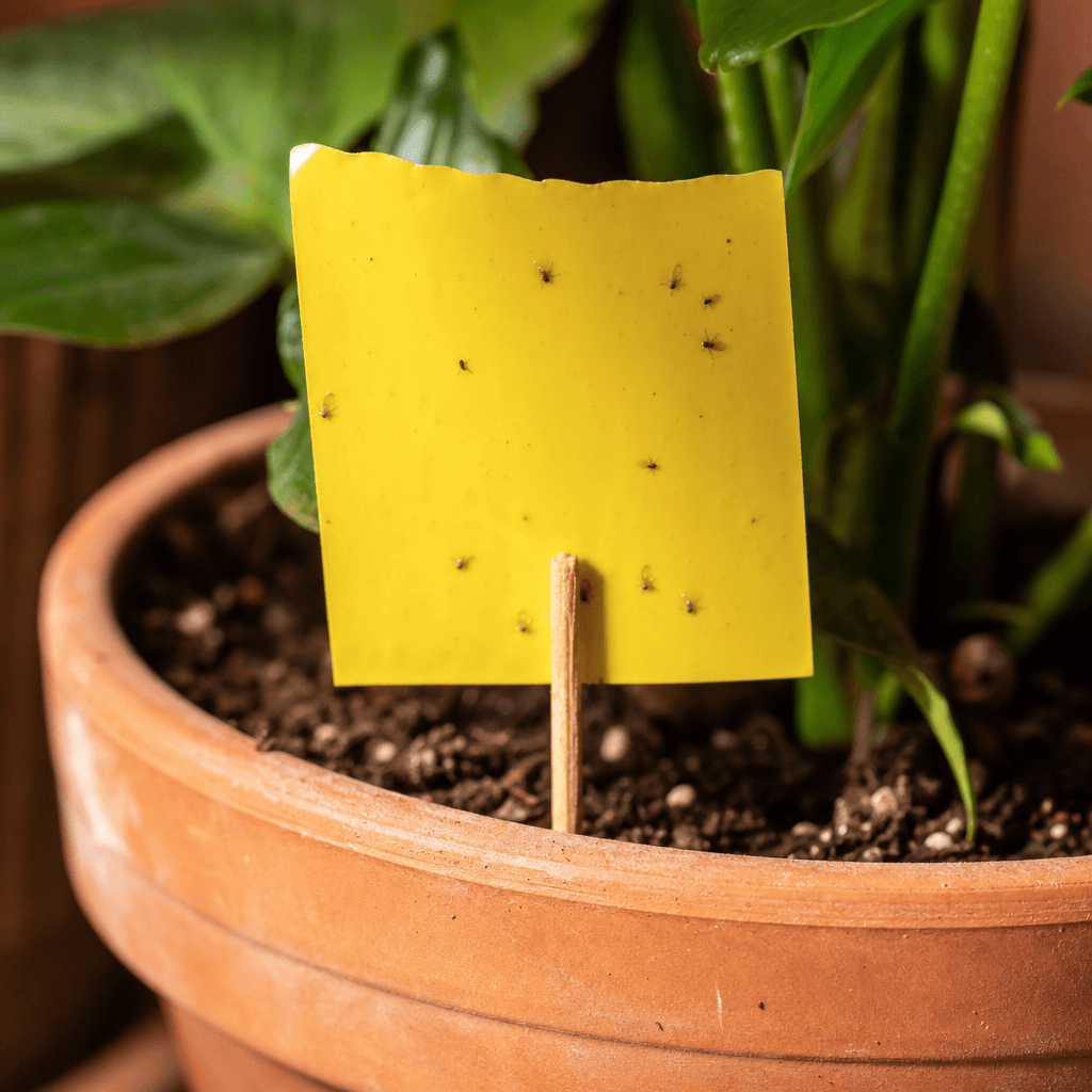 A yellow sticky card holding fungus gnats in the soil of a houseplant